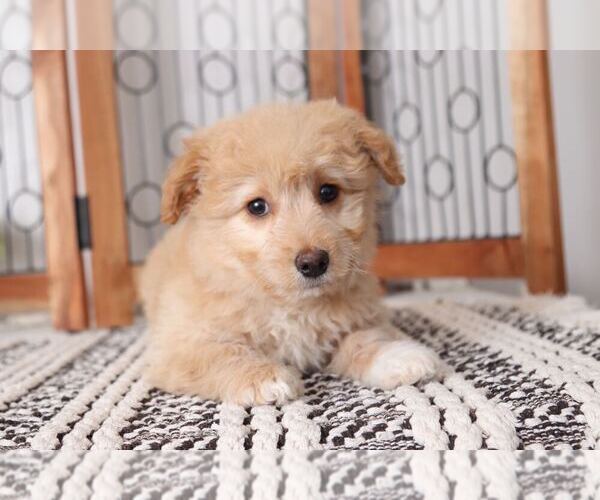 Medium Photo #3 Aussie-Poo Puppy For Sale in NAPLES, FL, USA