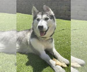 Siberian Husky-Unknown Mix Dogs for adoption in Las Vegas, NV, USA