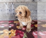 Small #2 Poodle (Miniature)