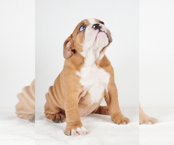 Medium Photo #7 Bulldog Puppy For Sale in NAPPANEE, IN, USA