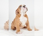 Small Photo #7 Bulldog Puppy For Sale in NAPPANEE, IN, USA
