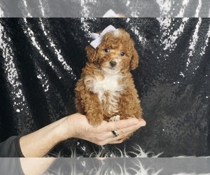 Poodle (Miniature) Puppy for sale in WARSAW, IN, USA