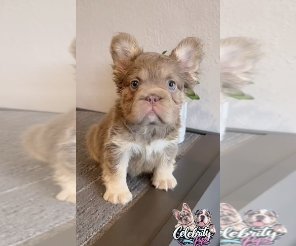Medium Photo #6 French Bulldog Puppy For Sale in SAN JOSE, CA, USA