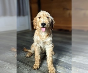 Goldendoodle (Miniature) Puppy for sale in QUARRYVILLE, PA, USA