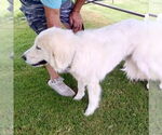 Small #2 Great Pyrenees