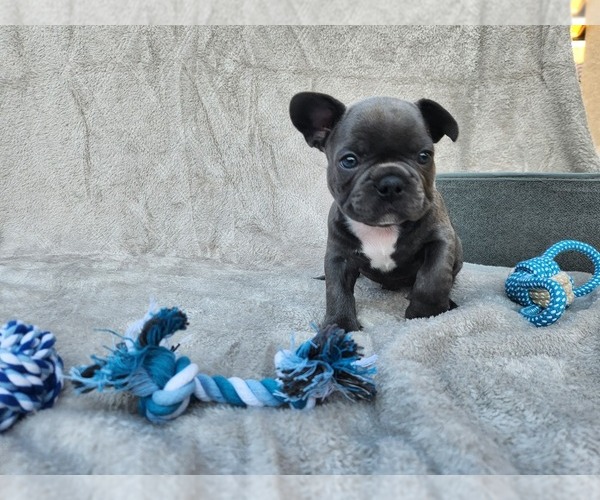 Medium Photo #1 French Bulldog Puppy For Sale in LAVEEN, AZ, USA