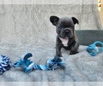 Small Photo #1 French Bulldog Puppy For Sale in LAVEEN, AZ, USA