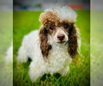 Small #1 Poodle (Toy)