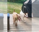 Small #2 Mutt