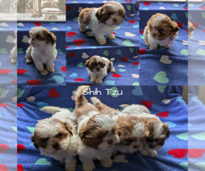 Shih Tzu Puppy for Sale in GOSHEN, Indiana USA