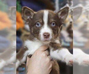 Siberian Husky-Unknown Mix Dogs for adoption in Matawan, NJ, USA