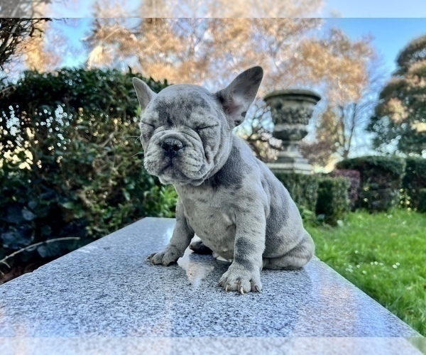 Medium Photo #213 French Bulldog Puppy For Sale in HAYWARD, CA, USA