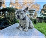 Small Photo #213 French Bulldog Puppy For Sale in HAYWARD, CA, USA