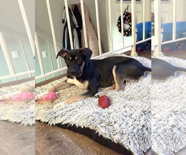 Medium Photo #3 American Pit Bull Terrier-Labrador Retriever Mix Puppy For Sale in St. Louis Park, MN, USA