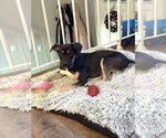 Small #2 American Pit Bull Terrier-Labrador Retriever Mix