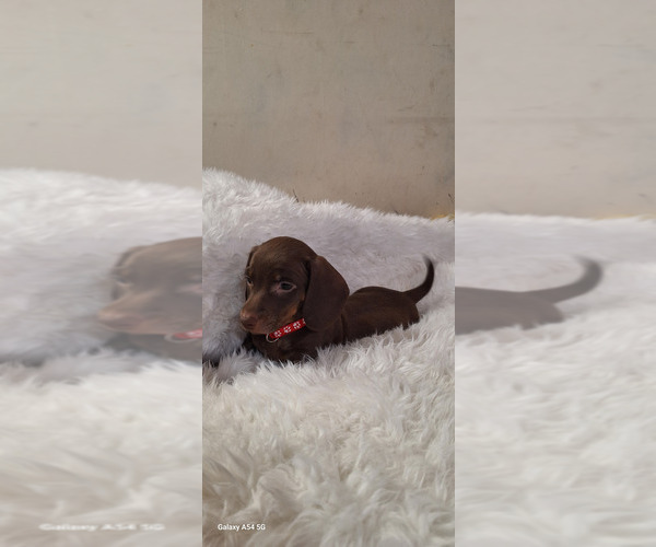 Medium Photo #4 Dachshund Puppy For Sale in TWENTYNINE PALMS, CA, USA