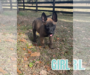 Belgian Malinois Puppy for sale in WILLISTON, FL, USA
