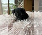 Small #1 Dachshund Mix