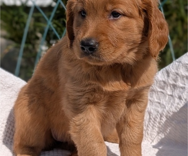 Medium Photo #4 Golden Retriever Puppy For Sale in GOSHEN, IN, USA