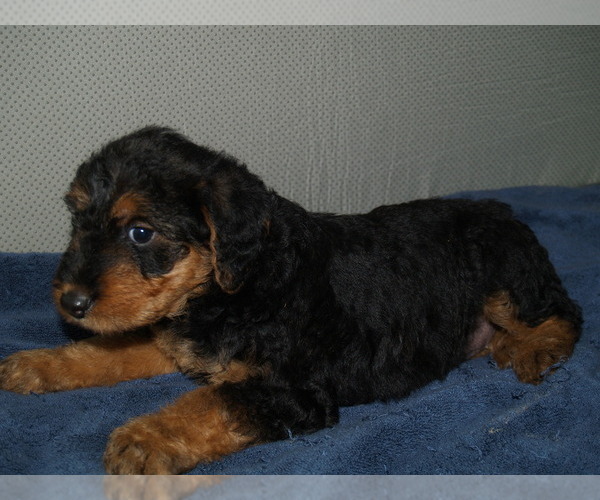 Medium Photo #5 Airedale Terrier Puppy For Sale in CHARLESTOWN, IN, USA