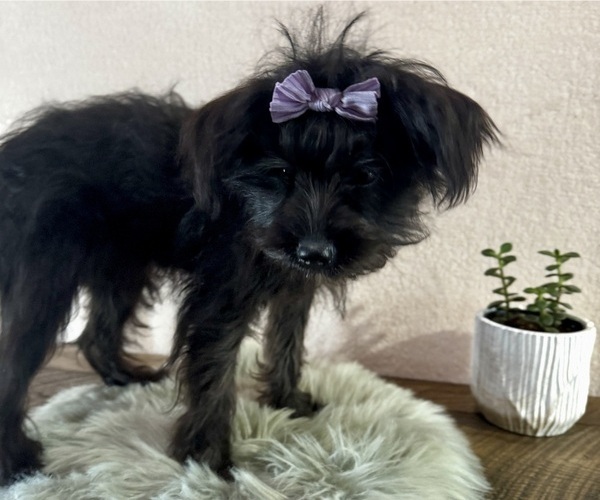 Medium Photo #7 YorkiePoo Puppy For Sale in NAPPANEE, IN, USA