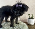 Small #6 YorkiePoo