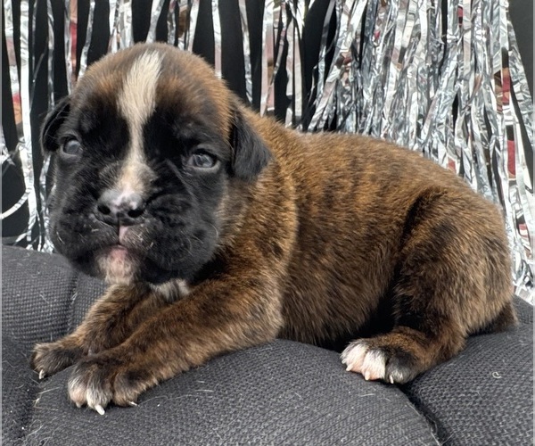 Medium Photo #7 Boxer Puppy For Sale in PAWNEE CITY, NE, USA