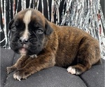 Small #6 Boxer