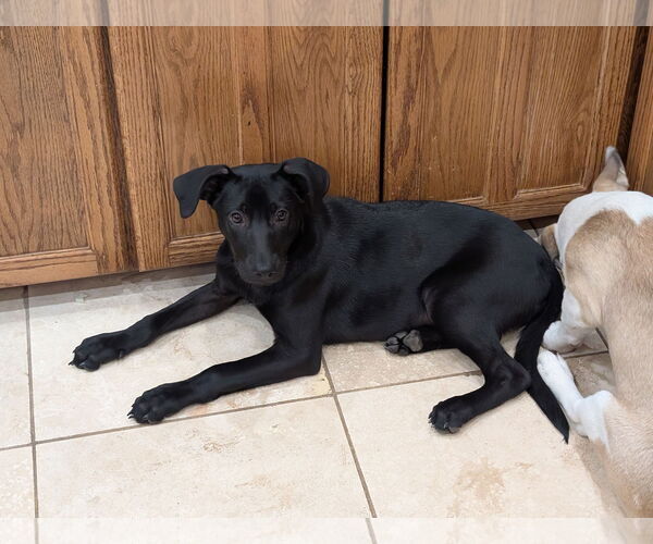 Medium Photo #2 German Shepherd Dog-Unknown Mix Puppy For Sale in Aurora, CO, USA