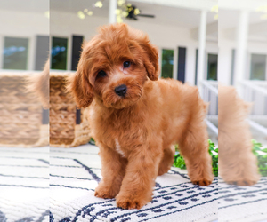 Cavapoo Puppy for sale in SYRACUSE, IN, USA