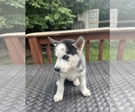 Small Photo #4 Siberian Husky Puppy For Sale in BATAVIA, OH, USA