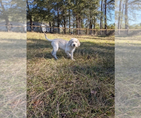 Medium Photo #3 Labradoodle Puppy For Sale in SOUTHERN PINES, NC, USA