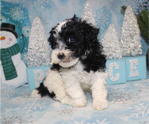 Poodle (Toy) Puppy for sale in CHANUTE, KS, USA