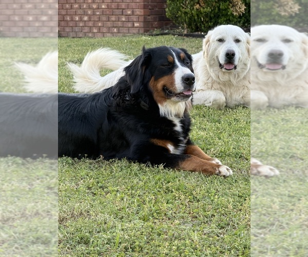 Medium Photo #1 Bernedoodle Puppy For Sale in LOWNDESBORO, AL, USA