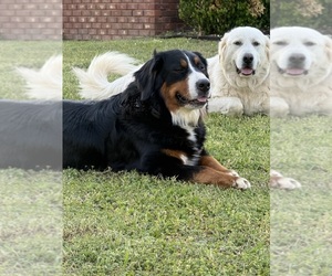 Father of the Bernedoodle puppies born on 03/26/2026