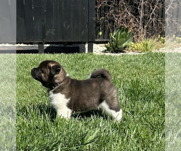 Medium Photo #2 Akita Puppy For Sale in DIXON, CA, USA