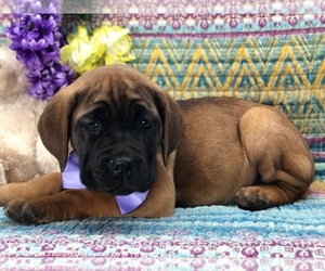 Cane Corso Puppy for sale in CLAY, PA, USA