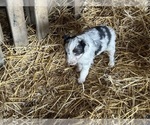 Puppy Puppy 6 Australian Shepherd