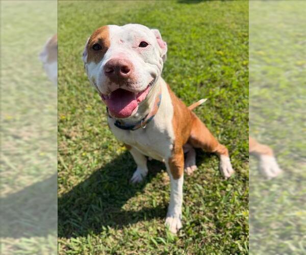 Medium Photo #2 Mutt Puppy For Sale in Conroe, TX, USA