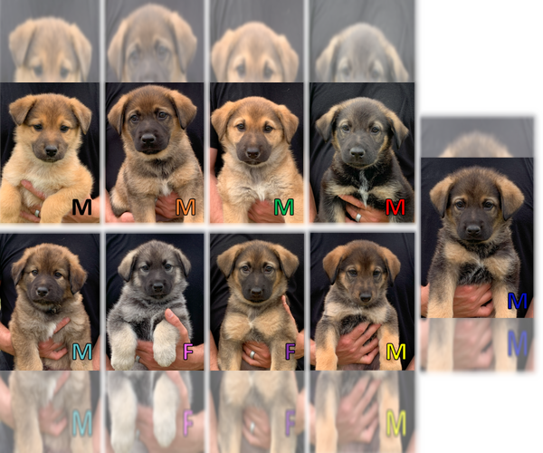 Medium Photo #7 German Shepherd Dog Puppy For Sale in HUNTERSVILLE, NC, USA