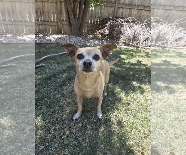 Medium Photo #1 Chihuahua-Unknown Mix Puppy For Sale in Fort Collins, CO, USA