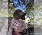 Small Photo #11 Beagle Puppy For Sale in ANNISTON, AL, USA