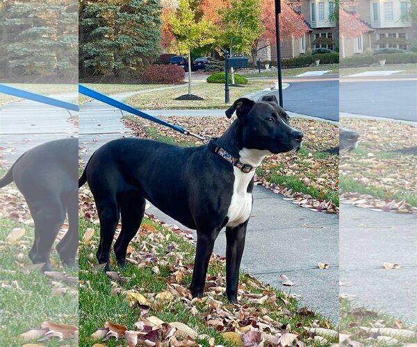 Medium Photo #3 American Pit Bull Terrier-Unknown Mix Puppy For Sale in Germantown, OH, USA