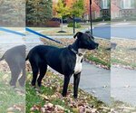 Small #2 American Pit Bull Terrier Mix