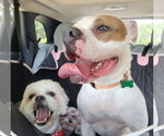 Small #9 American Pit Bull Terrier-Bulldog Mix