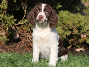 English Springer Spaniel Puppy for sale in MOUNT JOY, PA, USA