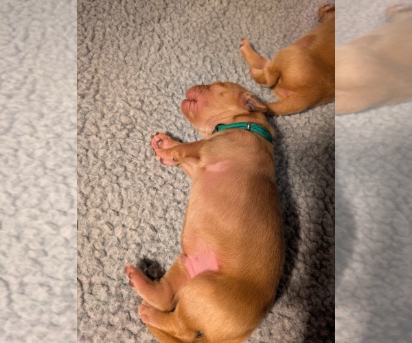 Medium Photo #5 Golden Retriever Puppy For Sale in LOGAN, UT, USA