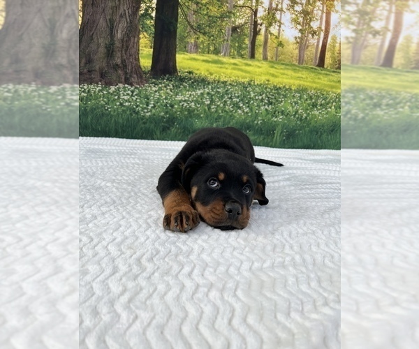 Full screen Photo #5 Rottweiler Puppy For Sale in MADERA, CA, USA