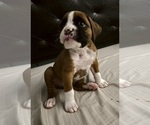 Puppy Max Boxer