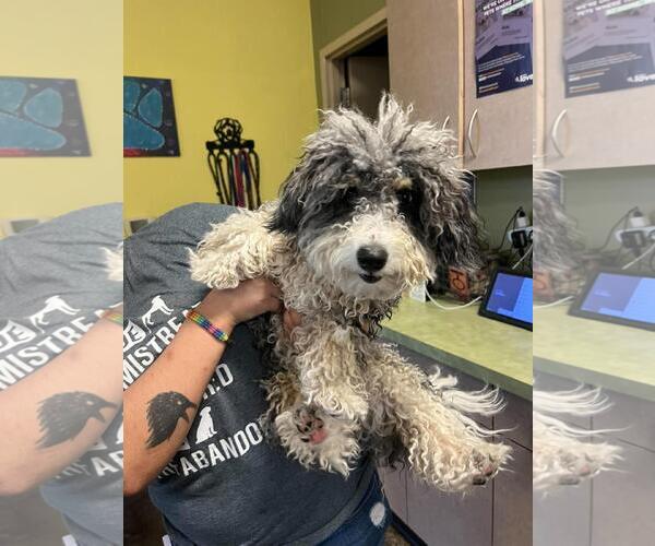 Medium Photo #1 Aussiedoodle Miniature  Puppy For Sale in Rockwall, TX, USA